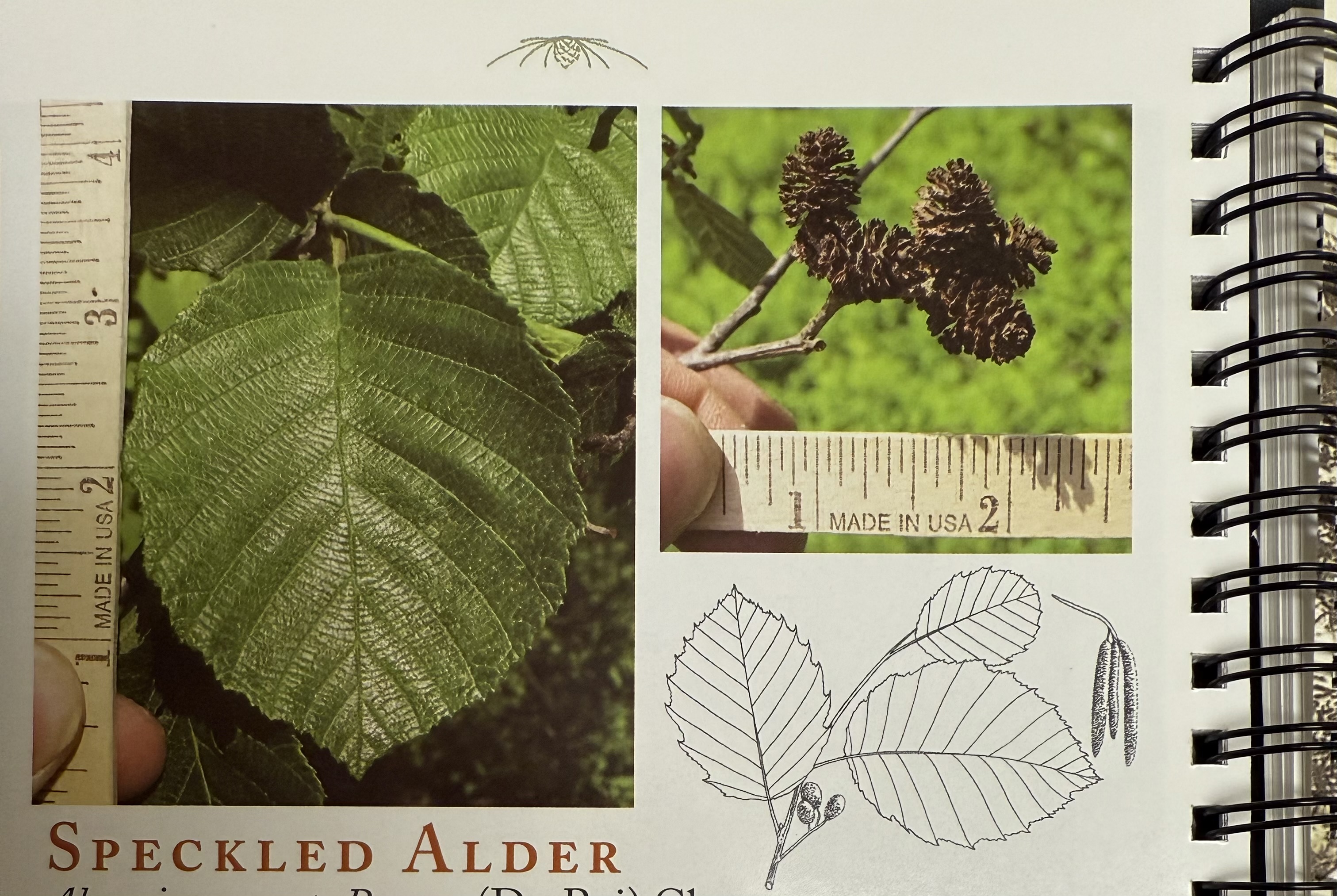<p>Speckled alder</p>