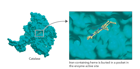 <p><strong>Q:</strong> What does Figure 7.5 show about catalase’s mechanism?</p>