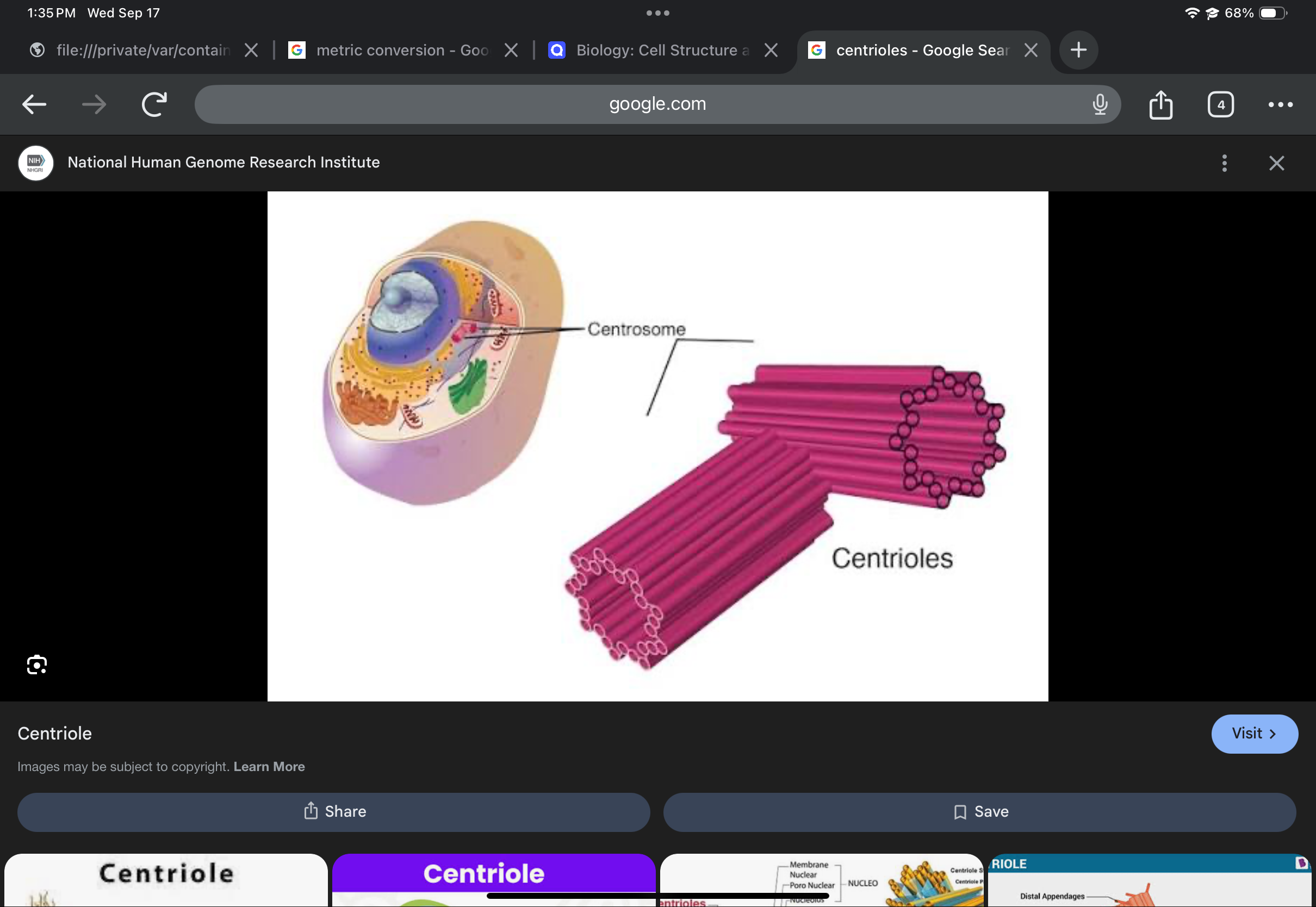 <p>Organize microtubules for cilia/flagella formation; centrosome organizes microtubules during cell division.</p>