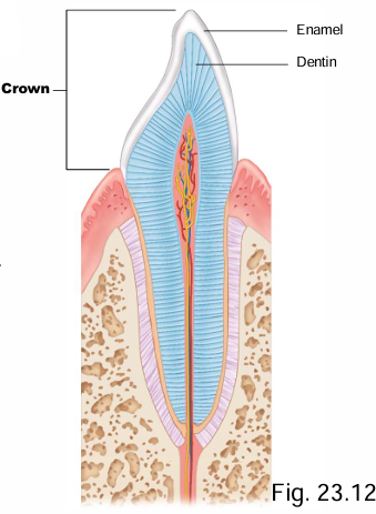 <p>Crown, root, neck, periodontal ligaments, root canal (→ pulp cavity)</p>