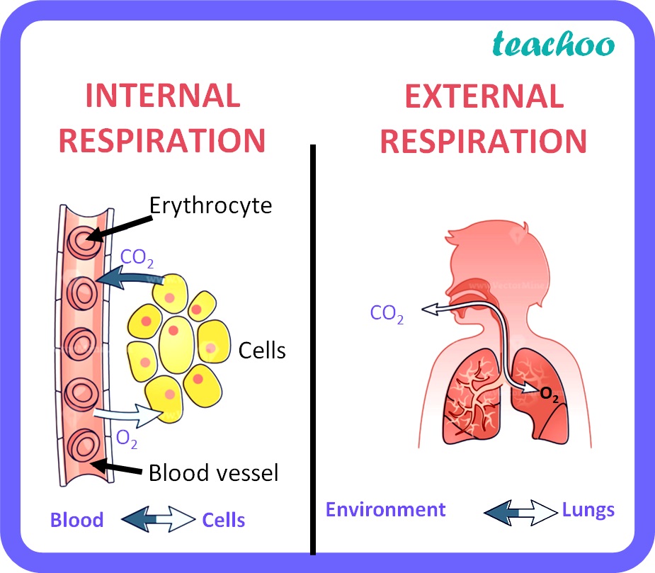 <p>Gas exchange between blood and tissue cells in systemic capillaries</p>