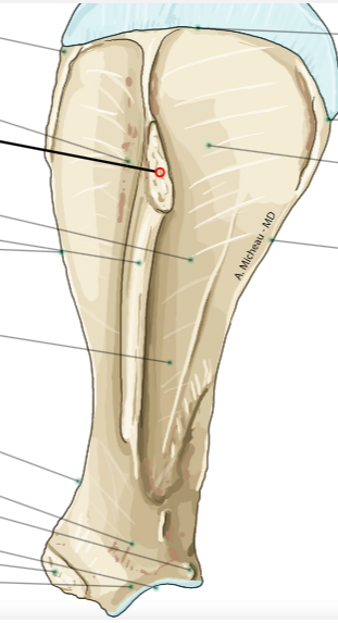 <p>Vad är markerat och vilka djur har den?</p>
