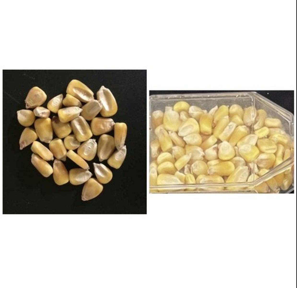 <p>Energy Feed</p>