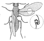 <p>Bees, ants, wasps, sawflies</p>