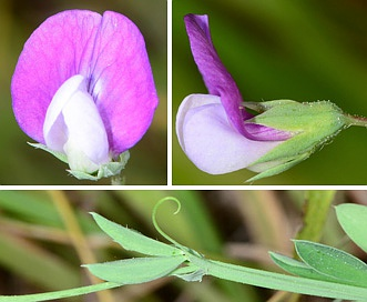 Singletary pea