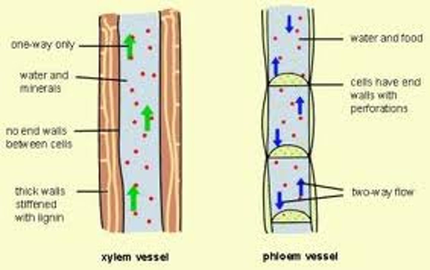 <p>specialized tissues in vascular plants for the transport of food and waters</p><p>xylem = water/minerals</p><p>phloems = food/solutes </p>