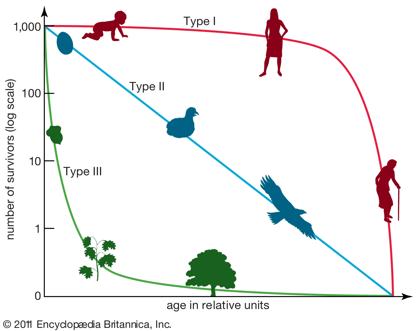 <p>graph that shows # of births in relation to survival</p><p>red = K selection, high infant survival rate, less offspring</p><p>blue = constant death rate</p><p>green = R selection, high infant death, lots of offspring</p>