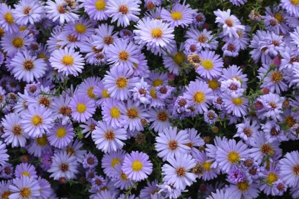 Smooth Aster