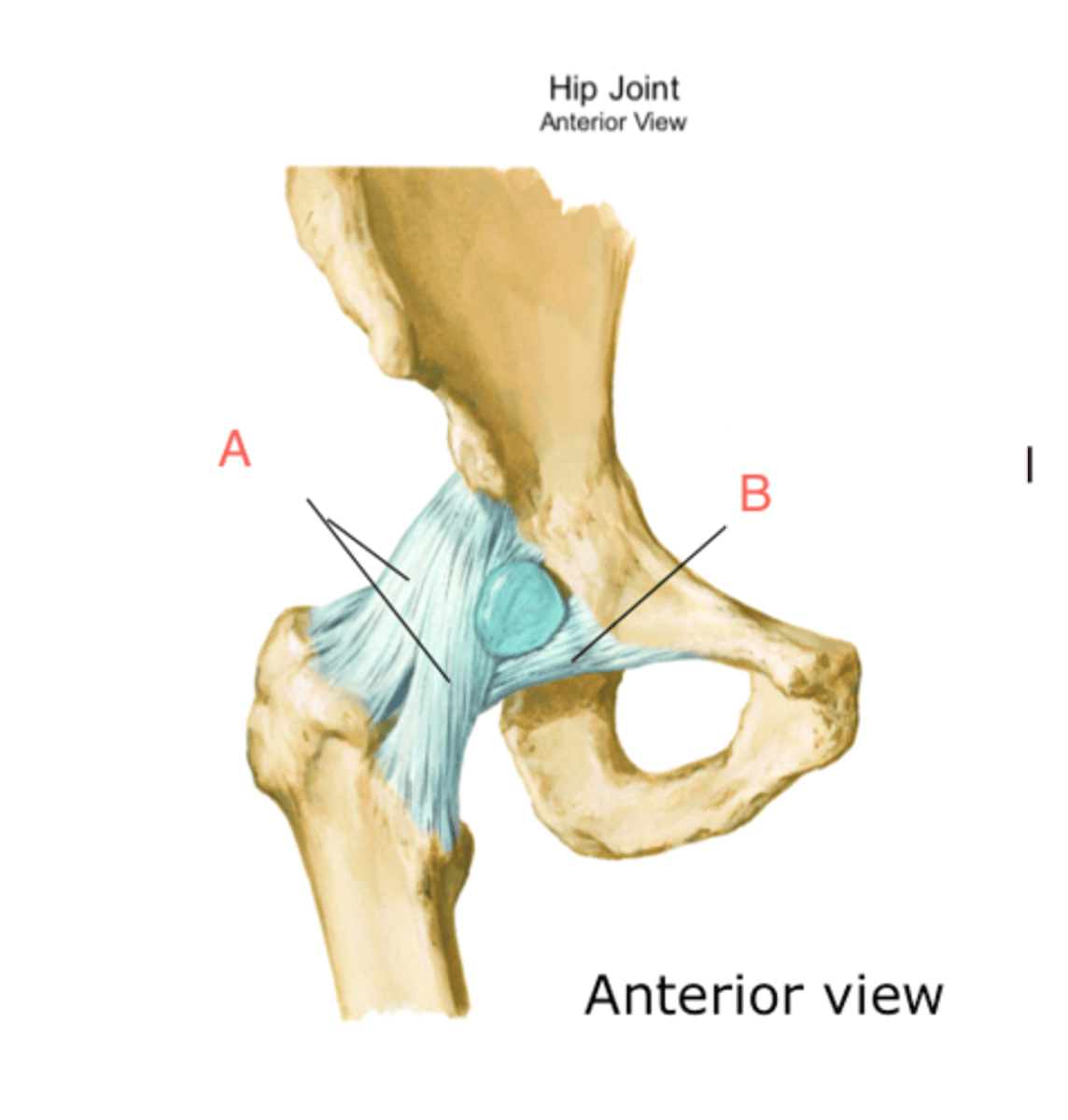<p>Strongest hip ligament which prevents hyperextension of the hip (A)</p>
