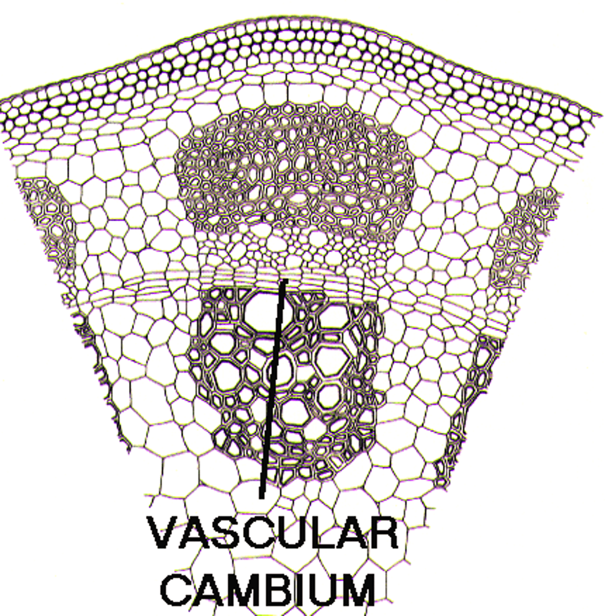 <p>Formed from meristem cells such as cambium</p><p>Meristem cells undergo differentiation</p>