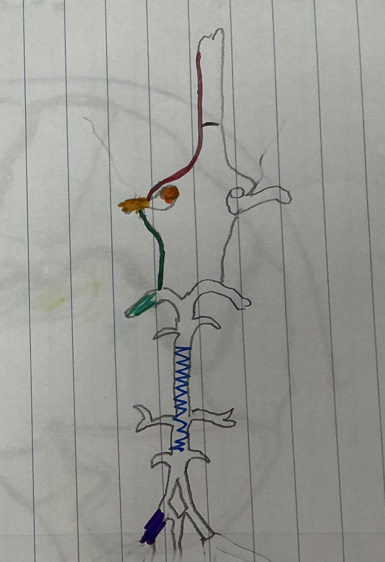 <p>What color is the Internal Carotid Artery</p>