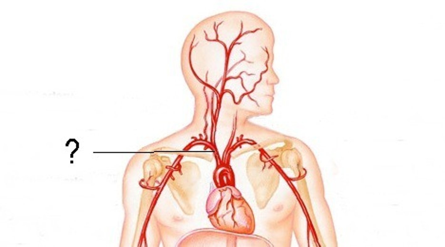 <p>Artery branching to arms and head.</p>
