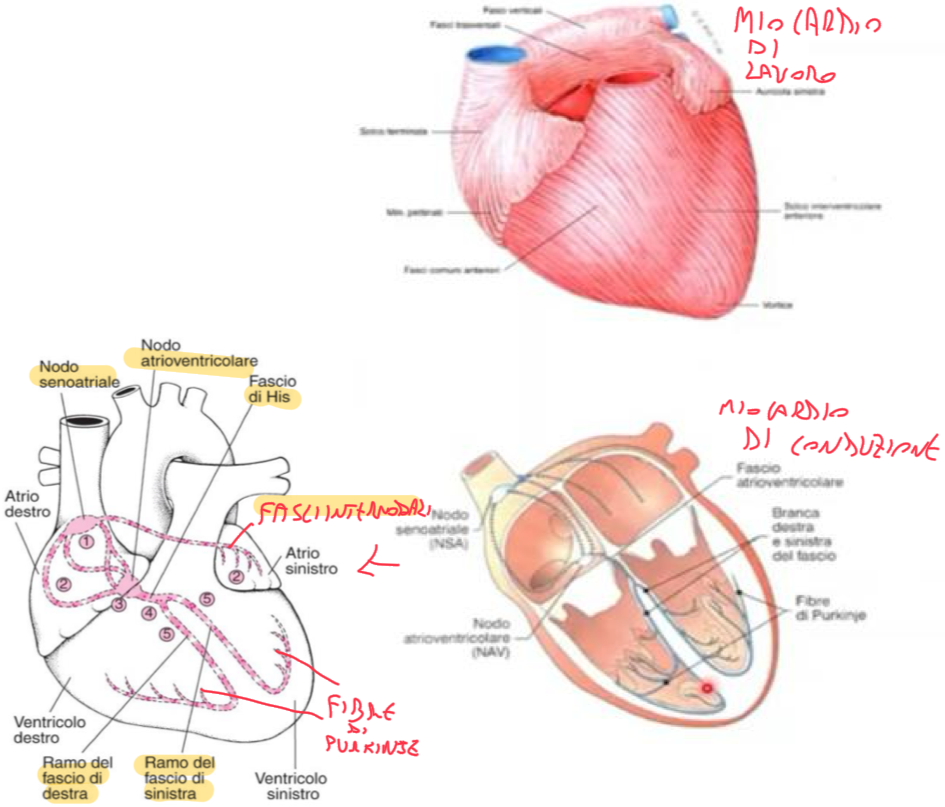 <p>Il miocardio è costituito da fibre muscolari striate cardiache organizzate in più strati e direzioni diverse.</p><p>Distinguiamo:</p><ul><li><p>Miocardio di lavoro </p><ul><li><p>Ha funzione contrattile → genera il gradiente di pressione che muoverà il sangue</p></li></ul></li><li><p>Miocardio di conduzione</p><ul><li><p>Ha funzione di generare e propagare lo stimolo elettrico</p></li><li><p>Il cuore ha un pacemaker intrinseco, cioè proprio, quindi batte anche se isolato da fibre nervose</p></li></ul></li></ul><p>Sistema Di Conduzione Cardiaco:</p><ul><li><p>Nodo Senoatriale → Fasci Internodali → Nodo Atrioventricolare → Fascio Atrioventricolare (fascio di His) → Branca dx e sx del fascio di His → Fibre di Purkinje</p></li><li><p>La contrazione dei ventricoli avviene quando lo stimolo arriva alle fibre di purkinje, in contatto con i cardiomiociti ventricolari, poi la propagazione prosegue cellula cellula tramite le giunzioni comunicanti (nei dischi intercalari)</p></li><li><p>Nodo Senoatriale</p><ul><li><p>E’ localizzato nell’atrio destro in prossimità dell’orifizio della vena cava superiore, lungo il solco terminale</p></li><li><p>E’ il pacemaker fisiologico del cuore, cui cellule sono capaci di autodepolarizzazione con stimolo di frequenza 60-70 bpm</p></li><li><p>Lo stimolo generato si propaga al miocardio atriale e poi al nodo atrioventricolare </p></li></ul></li><li><p>Nodo Atrioventricolare</p><ul><li><p>Sempre localizzato nell’atrio destro, nella parte inferiore del setto interatriale e sopra all’inserzione della cuspide settale della tricuspide</p></li><li><p>Capacità di autodepolarizzazione con stimolo di frequenza 20-30 bpm → se il nodo sa non funzione, funge esso da pacemaker, però la frequenza sarà insufficiente per un’adeguata perfusione.</p></li></ul></li><li><p>Fascio Atrioventricolare</p><ul><li><p>Attraversa il corpo fibroso centrale, la parte membranosa e muscolare del setto interventricolare</p></li><li><p>Si divide in due branche, lungo il lato destro e sinistro del setto interventricolare</p></li><li><p>La branca dx in prossimità dell’apice entra nella trabecola setto-marginale, raggiunge la base del muscolo papillare anteriore e prosegue come plesso sottoendocardico</p></li><li><p>La branca sx si divide in più diramazione ed è diretta ai muscoli papillari anteriore e posteriore</p></li></ul></li><li><p>Fibre di Purkinje</p><ul><li><p>Continuazione delle branche, in posizione subendocardica</p></li><li><p>Si distribuiscono lungo le pareti ventricolari e nei muscoli papillari </p></li><li><p>Consentono una rapida e sincrone attivazione del miocardio ventricolare</p></li></ul></li></ul><p></p>