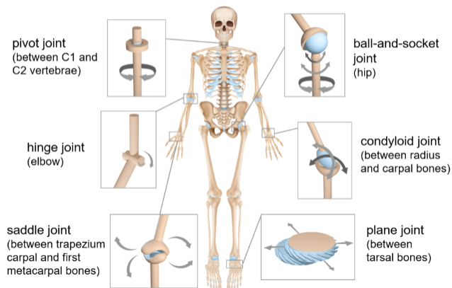 <p>Synovial joints</p>