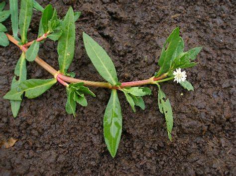 Alligator Weed