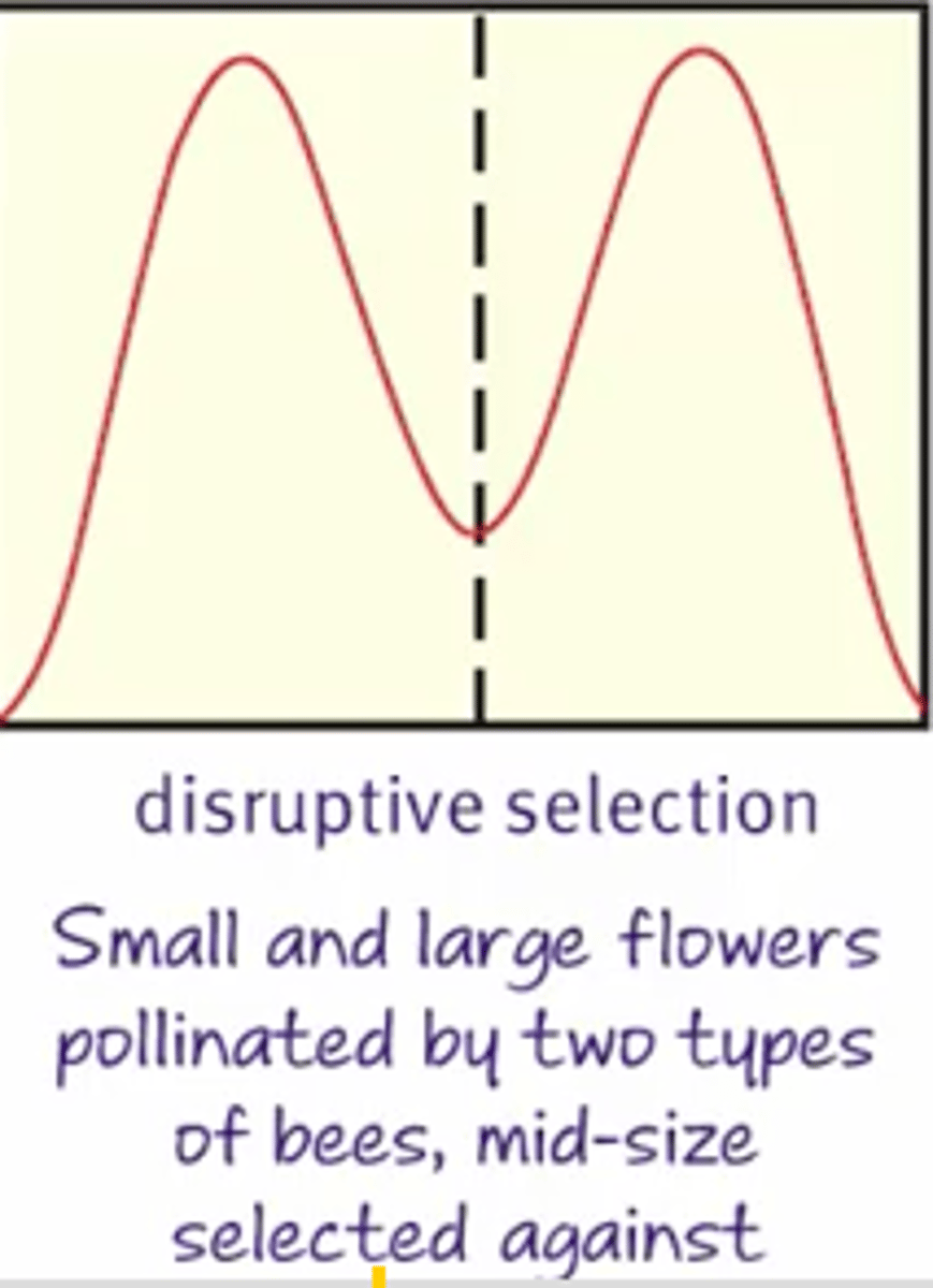<p>Moves toward two different phenotypes at the extremes and can lead to speciation.</p>