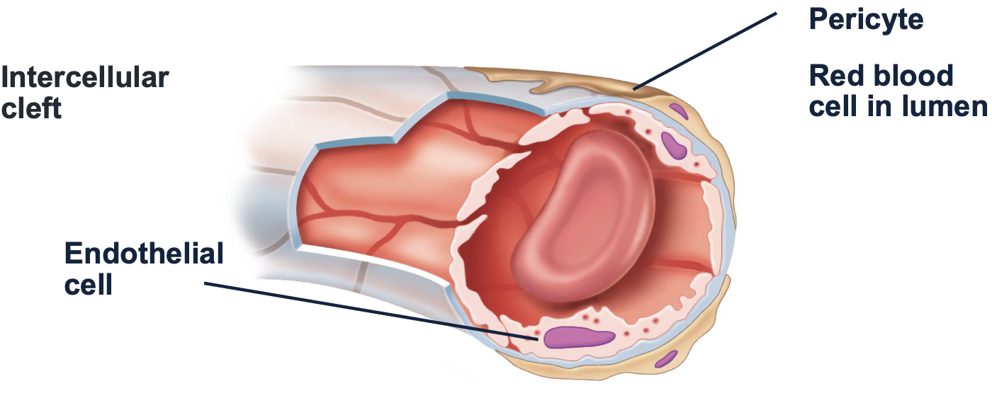 <p><strong>types of capillaries: continuous</strong></p><p>-____ cells form continuous tube </p><p>-separated by intracellular ___</p><p>-found in most tissues</p><p>-small solutes can pass through</p>