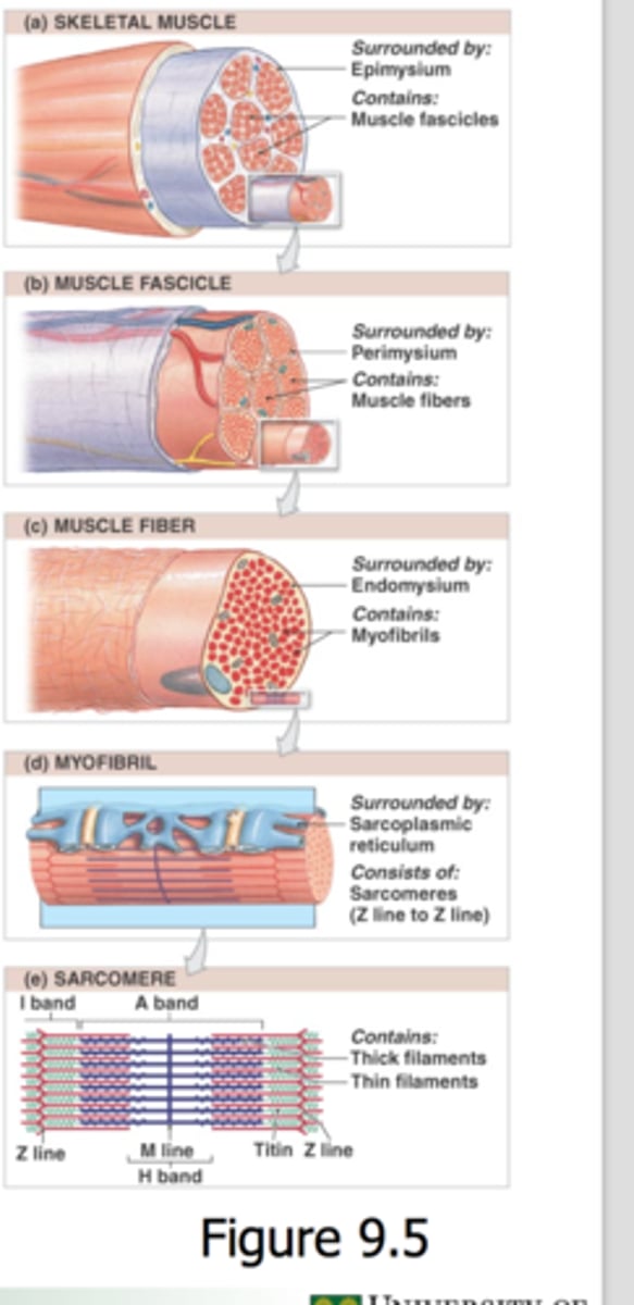 <p>Myofilament, sarcomere, myofibrils, muscle fibers, fascicles, the entire skeletal muscle</p>