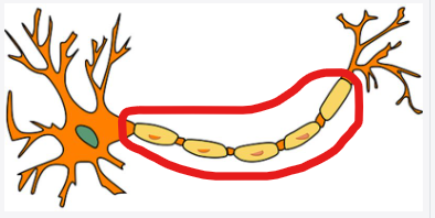<p>carries the action potential to the end of the neuron</p>