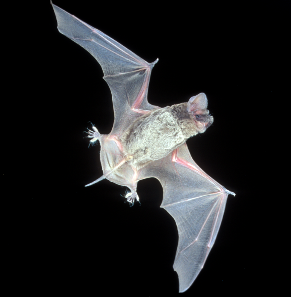 <p>can slide tail membrane up and down, often seen with long “rat-tail” because tail membrane is scrunched up</p>