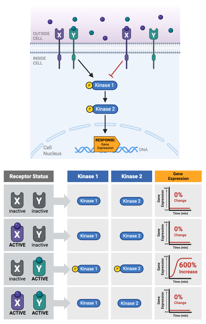 <p>Which receptor(s) must be activated to cause a change in gene expression?</p><ul><li><p><span>a.&nbsp;Only Receptor X is activated.</span></p></li><li><p><span>b.&nbsp;Only Receptor Y is activated.</span></p></li><li><p><span>c.&nbsp;Either Receptor X or Receptor Y is activated.</span></p></li><li><p><span>d.&nbsp;Both Receptor X and Receptor Y is activated.</span></p></li><li><p><span>e.&nbsp;Neither Receptor X nor Receptor is activated.&nbsp;</span></p></li></ul><p></p>