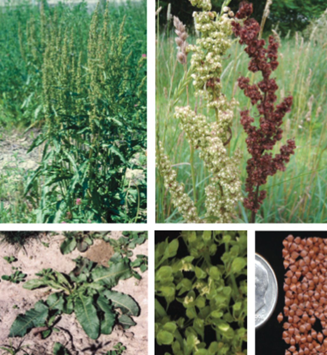<p>Rumex crispus</p>