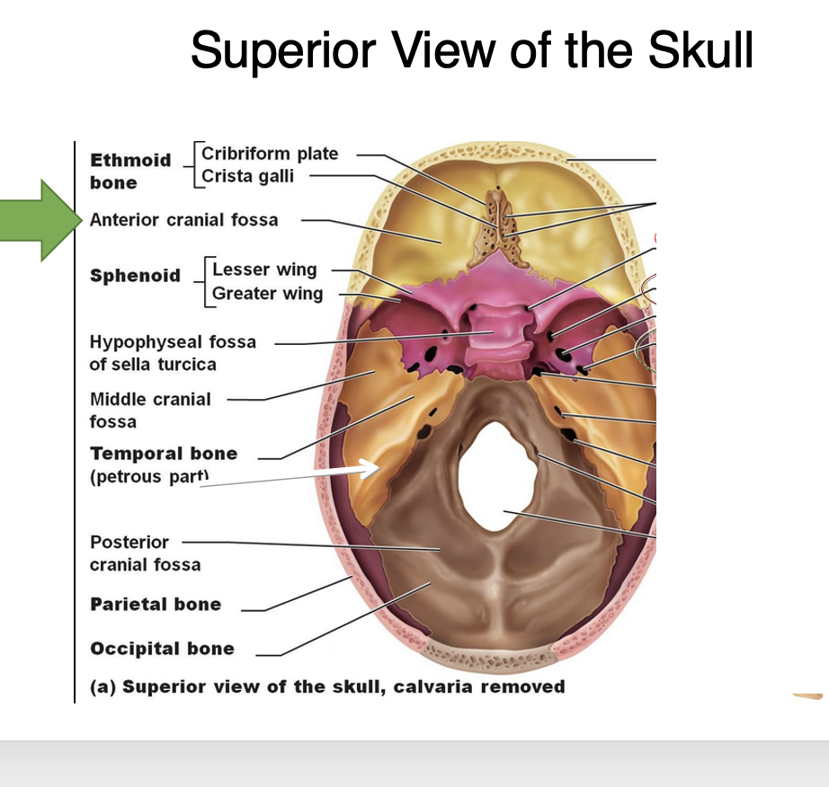 <p>forms the posterior <span>portion of anterior cranial fossa and much of the middle cranial fossa </span><span style="font-family: Calibri, sans-serif"> </span></p>