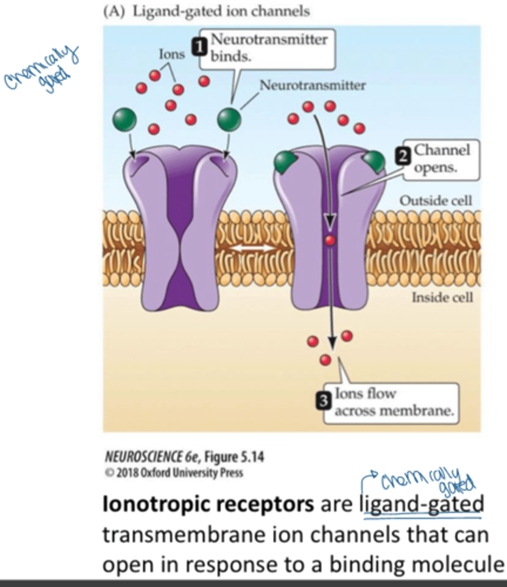 <p>receptors that are coupled to ion channels and affect the neuron by causing those channels to open</p>