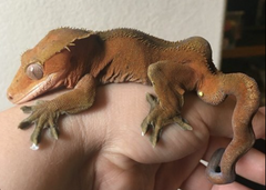 <p>What are the clinical signs of this gecko suggesting?</p>