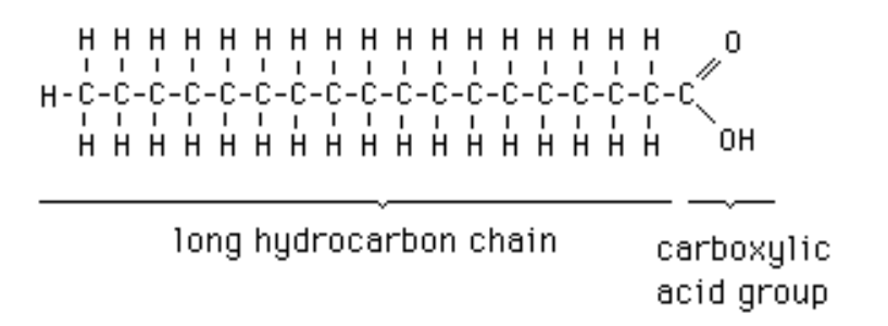 <p>Long carbon chains with a carboxyl group at one end</p>