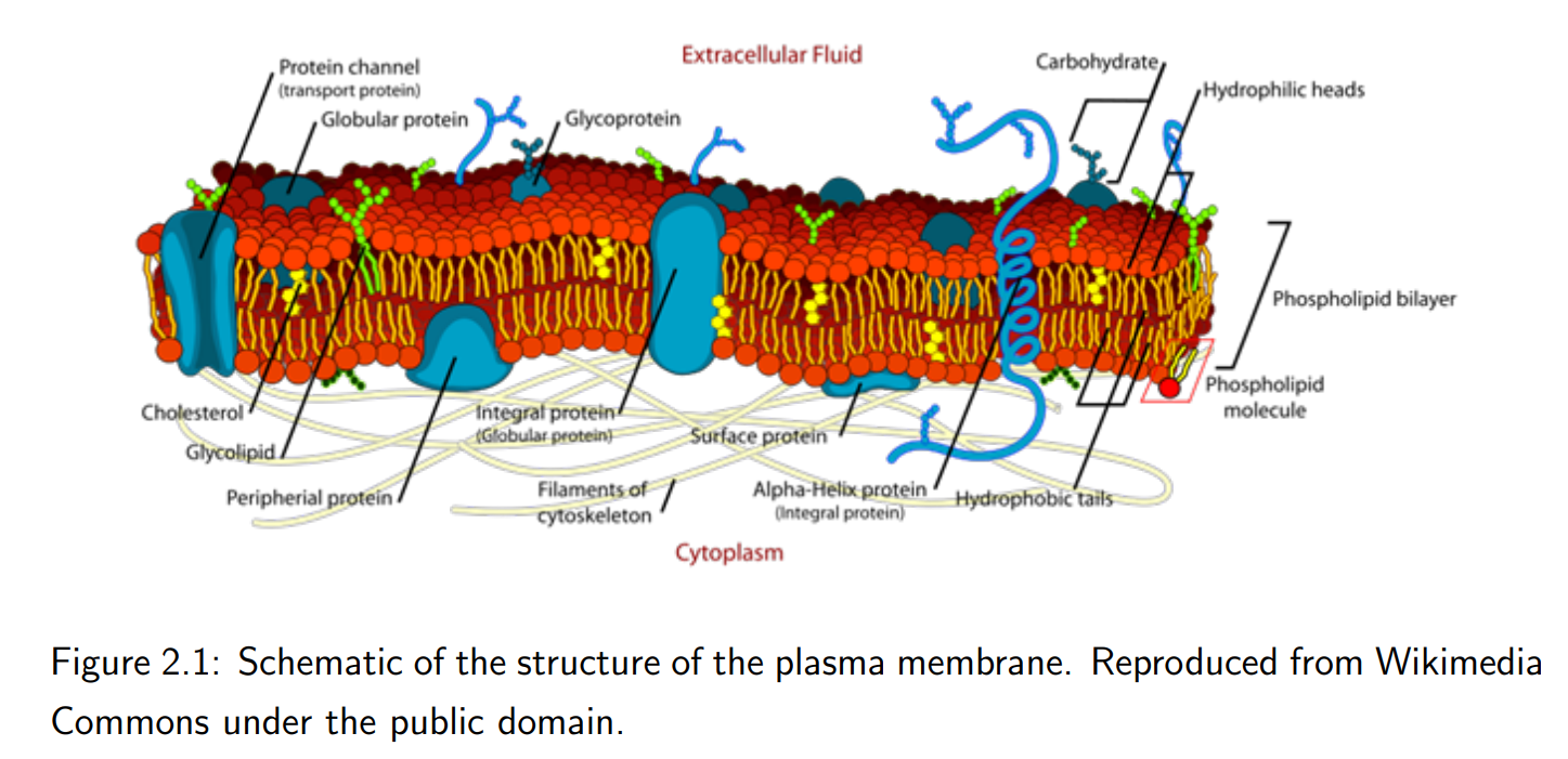 <p>The membrane is a lipid bilayer composed primarily of amphiphilic phospholipids. The hydrophilic (water-attracting) ends face outward, while the hydrophobic (water-repelling) ends face inward, forming a two-molecule-thick layer.</p>