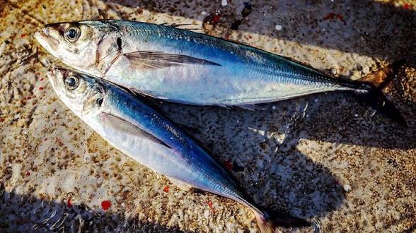 <p>What shape is the caudal fin?</p>