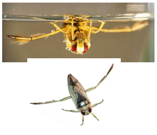 <p>Name the family</p>