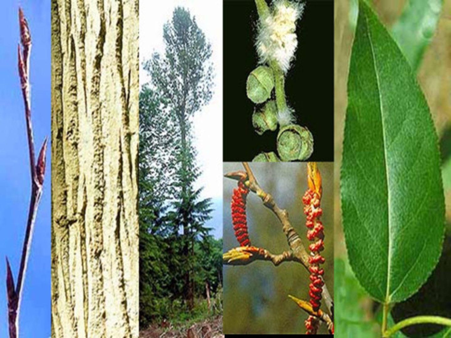 <p>Riparian Stabilizer</p><p>- Grows along rivers and streams, where its roots stabilize soil and reduce erosion.</p><p>- One of the first trees to colonize disturbed, wet sites, especially after floods or logging.</p><p>- Larger and longer lived than Red Alder and grows quickly in moist conditions.</p><p>- Cottonwood releases huge amounts of fluffy, white seed hairs (wind dispersal adaptation!) Covers everything. Hence don’t park under it when seeding (June ish in BC).</p><p>Uses</p><p>- The wood is light and soft, used primarily for pulp, which ends up in tissue, toilet paper, and newsprint.</p><p>- Soap and shampoo made from its ashes</p><p>- Young shoots used for sweat lodge frames</p><p>- Roots used for rope</p>