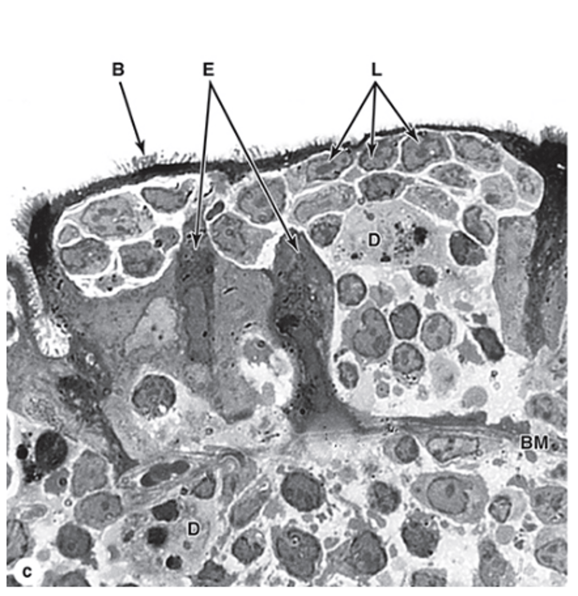<p>What is the main function of M cells?</p>