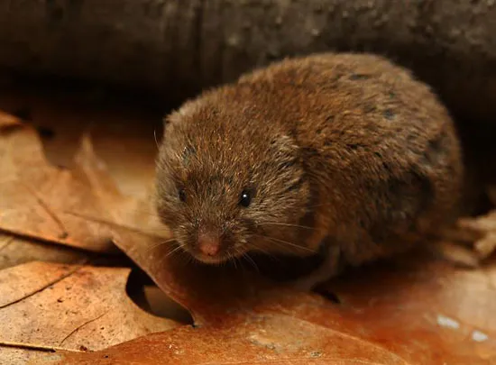 <p>Woodland vole</p>
