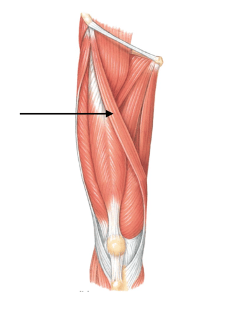 <p>Longest muscle in the body</p>
