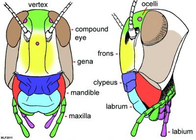 <p>sensory organ found on the labium</p>