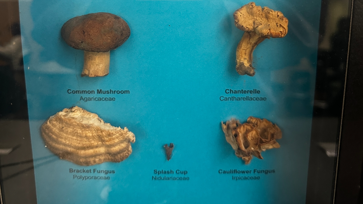 <p>Identify (Domain, Kingdom, Clade)</p>