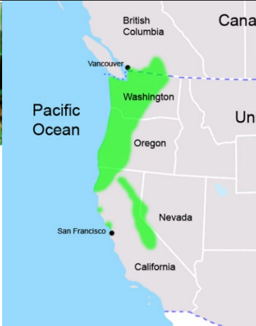 <p>Which species fits the following habitat and management concerns?</p><p><br>Habitat: Moist forests especially in dense brushy areas such as berry thickets</p><p>Management issues:&nbsp;Point Arena subspecies endangered; may raid crops or damage planted vegetation; CDFW special concern (3 sub-species endemic to CA)</p>