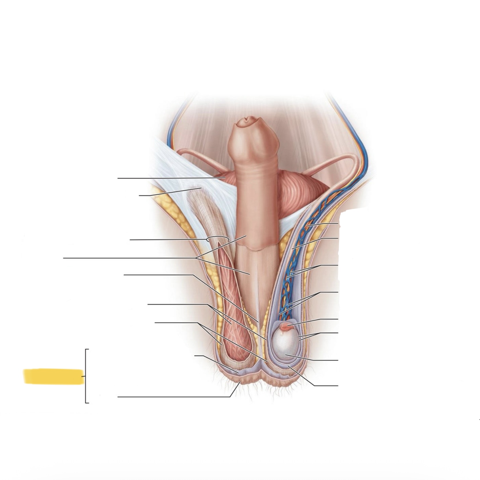 <p>What is this structure?</p>