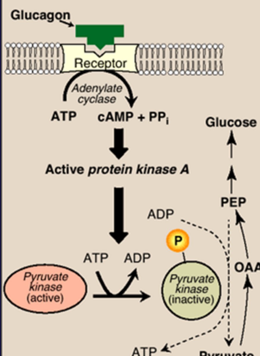 <p>high glucagon (or low insulin) <br>-Lower F2,6BP<br>-Inactivate PK <br>-Induce PEPCK<br><br>substrates (from AA and FA)<br>PC activation by ACoA (allosteric)<br>Glycolysis inhib by cAMP</p>