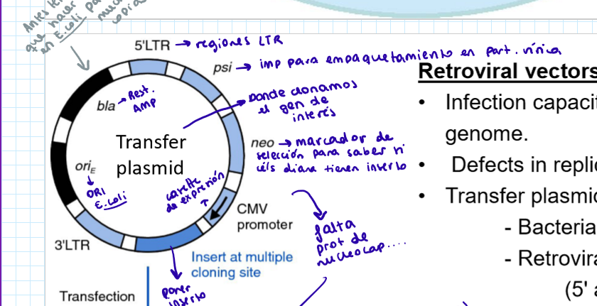 <p>Vector retroviral: transfer plasmid</p><ul><li><p>Secuencias long terminal repeats (5’ y 3’) → promotor fuerte, delimitan secuencia</p></li><li><p>psi: secuencia importante para el empaquetamiento del virus</p></li><li><p>neo: marcador de selección animal</p></li><li><p>Promotor CMV: promotor animal → cassette de expresión con el inserto</p></li><li><p>ORI de E. coli</p></li><li><p>bla: resistencia a ampiciñina</p></li></ul><p></p>