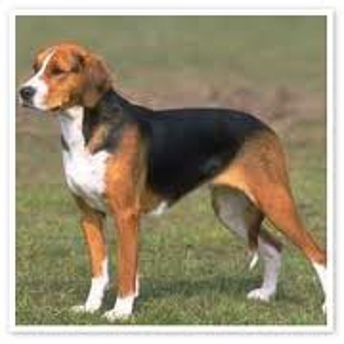 <p>Hound</p>