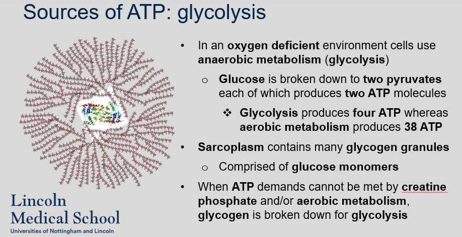 <p>In an oxygen deficient environment, cells use anaerobic metabolism (glycolysis). Glucose is broken down to two pyruvates, each of which produces two ATP molecules. Glycolysis produces four ATP, whereas aerobic metabolism produces 38 ATP. Sarcoplasm contains many glycogen granules, which are comprised of glucose monomers. When ATP demands cannot be met by creatine phosphate and/or aerobic metabolism, glycogen is broken down for glycolysis.</p>