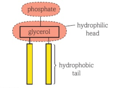 <p>Hydrophilic head, hydrophobic tail</p><p>(PO4³⁻)</p>