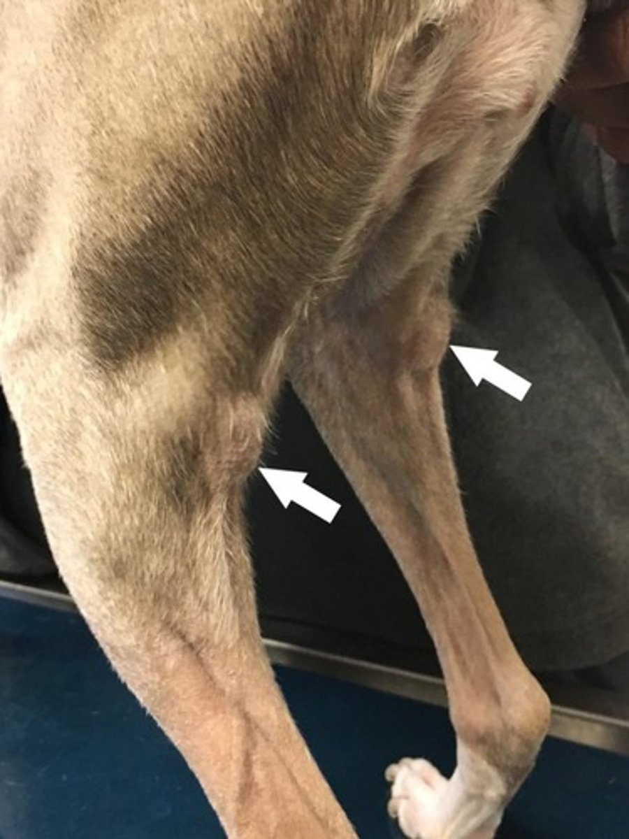 <p>Pertaining to the caudal area or back of the true knee, the stifle joint, where the popliteal lymph node is located.</p>
