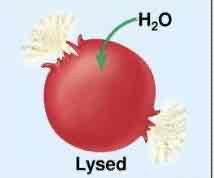 <p>What scenario are these cells in?</p>