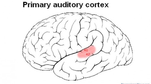 <ul><li><p>primary auditory cortex, anterior to Wernicke&apos;s area in right hemisphere</p></li><li><p>important for words</p></li></ul>