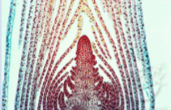 <p>Major functions: unspecialized tissue capable of dividing by mitosis, responsible for growing new parts of a plant.</p><p>Eg. stem tips, root tips, leaves.</p>